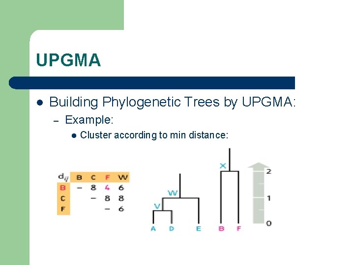 UPGMA l Building Phylogenetic Trees by UPGMA: – Example: l Cluster according to min