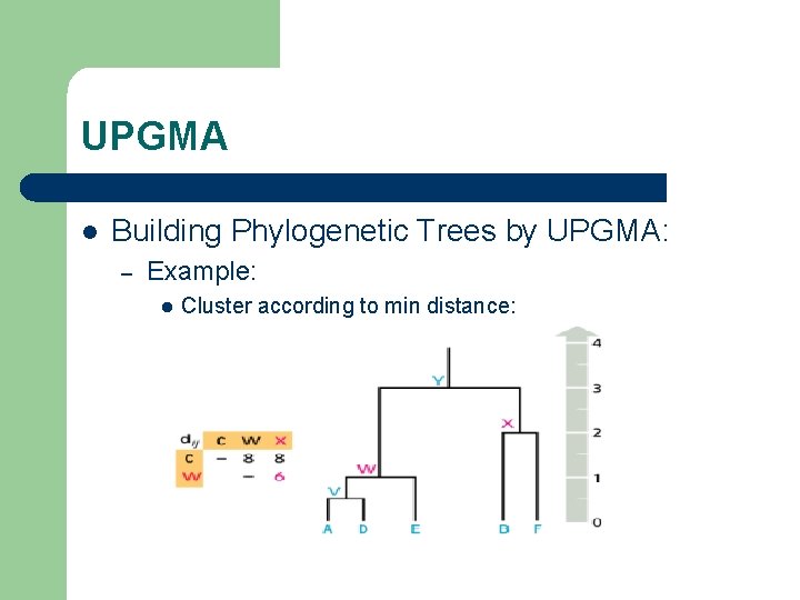 UPGMA l Building Phylogenetic Trees by UPGMA: – Example: l Cluster according to min