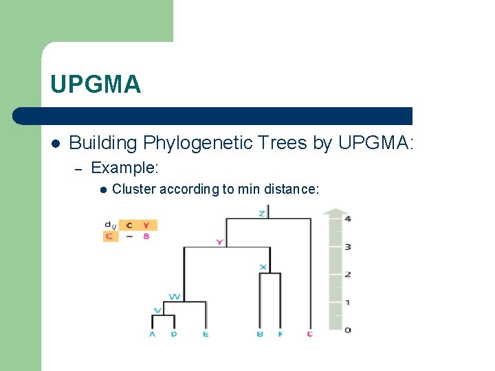 UPGMA l Building Phylogenetic Trees by UPGMA: – Example: l Cluster according to min