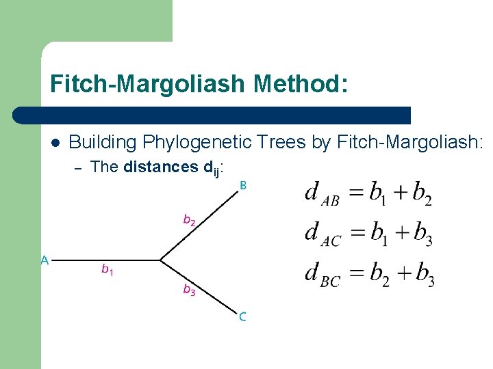 Fitch-Margoliash Method: l Building Phylogenetic Trees by Fitch-Margoliash: – The distances dij: 