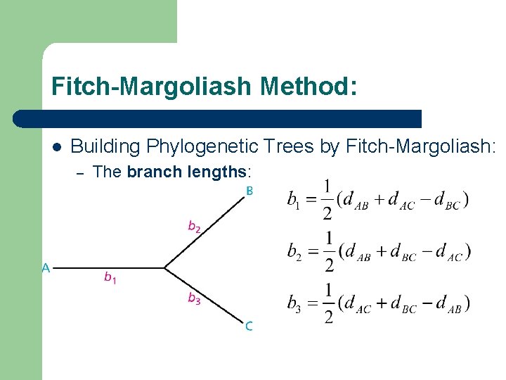 Fitch-Margoliash Method: l Building Phylogenetic Trees by Fitch-Margoliash: – The branch lengths: 