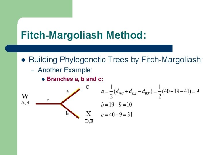 Fitch-Margoliash Method: l Building Phylogenetic Trees by Fitch-Margoliash: – Another Example: l Branches a,