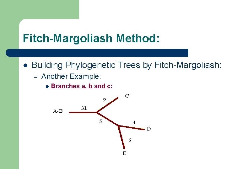Fitch-Margoliash Method: l Building Phylogenetic Trees by Fitch-Margoliash: – Another Example: l Branches a,