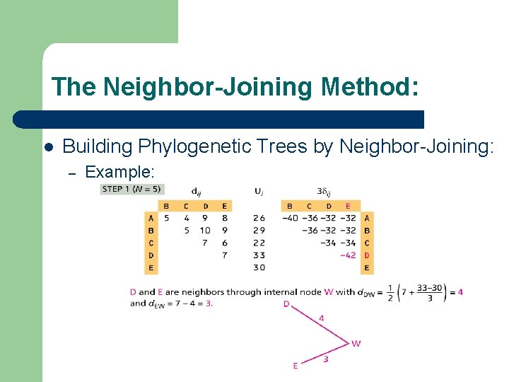 The Neighbor-Joining Method: l Building Phylogenetic Trees by Neighbor-Joining: – Example: 