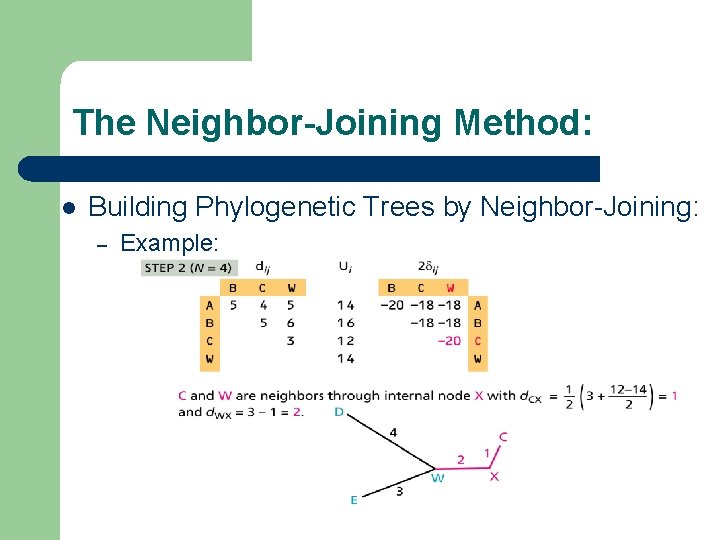 The Neighbor-Joining Method: l Building Phylogenetic Trees by Neighbor-Joining: – Example: 