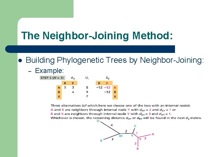 The Neighbor-Joining Method: l Building Phylogenetic Trees by Neighbor-Joining: – Example: 