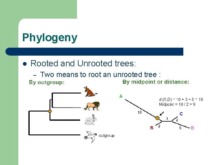 Phylogeny l Rooted and Unrooted trees: – Two means to root an unrooted tree