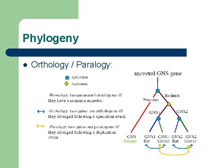 Phylogeny l Orthology / Paralogy: 