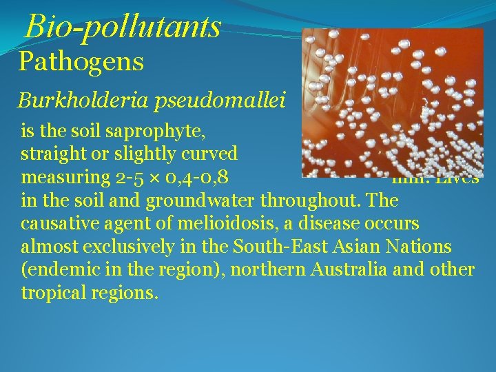 Bio-pollutants Pathogens Burkholderia pseudomallei is the soil saprophyte, straight or slightly curved rods measuring