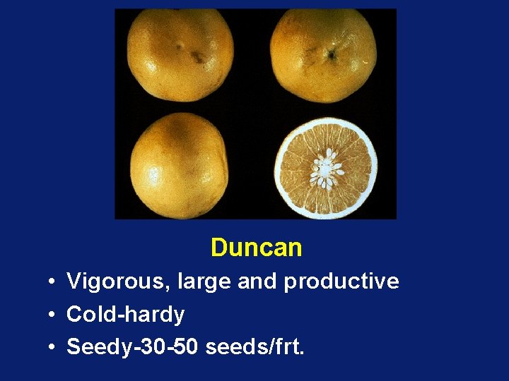 Duncan • Vigorous, large and productive • Cold-hardy • Seedy-30 -50 seeds/frt. 