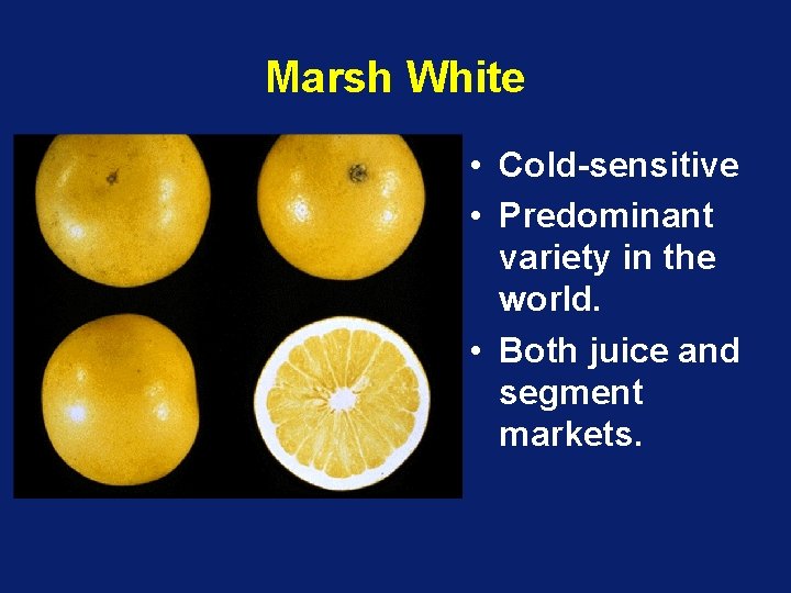 Marsh White • Cold-sensitive • Predominant variety in the world. • Both juice and