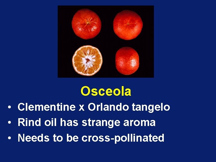 Osceola • Clementine x Orlando tangelo • Rind oil has strange aroma • Needs