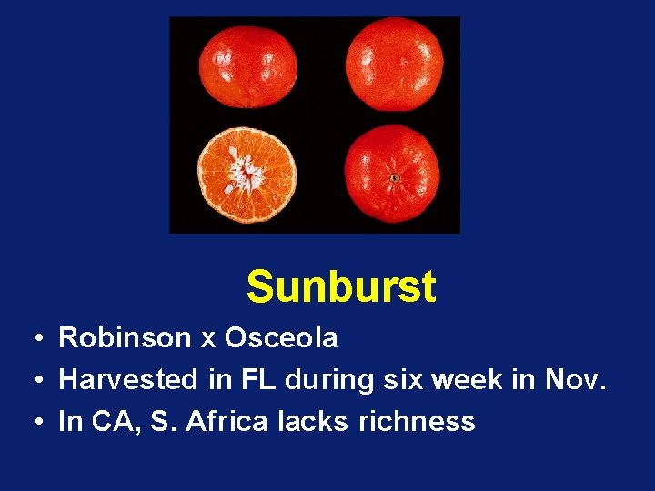 Sunburst • Robinson x Osceola • Harvested in FL during six week in Nov.