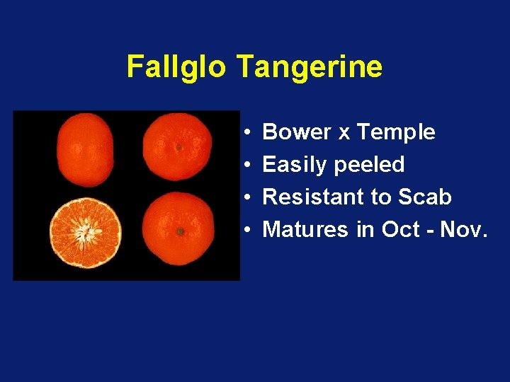 Fallglo Tangerine • • Bower x Temple Easily peeled Resistant to Scab Matures in