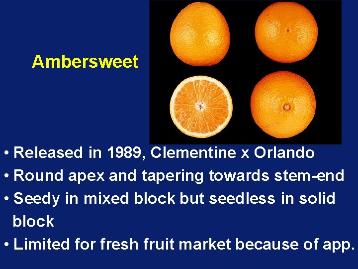 Ambersweet • Released in 1989, Clementine x Orlando • Round apex and tapering towards