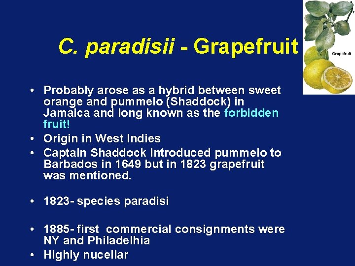 C. paradisii - Grapefruit • Probably arose as a hybrid between sweet orange and