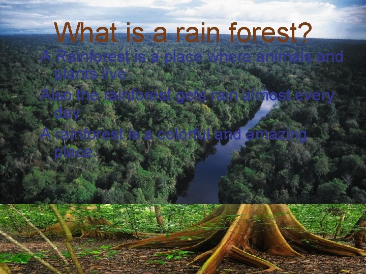 What is a rain forest? A Rainforest is a place where animals and plants