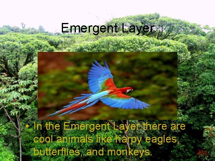 Emergent Layer • In the Emergent Layer there are cool animals like harpy eagles,
