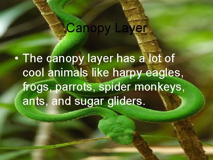 Canopy Layer • The canopy layer has a lot of cool animals like harpy