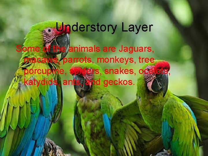 Understory Layer Some of the animals are Jaguars, macaws, parrots, monkeys, tree porcupine, spiders,