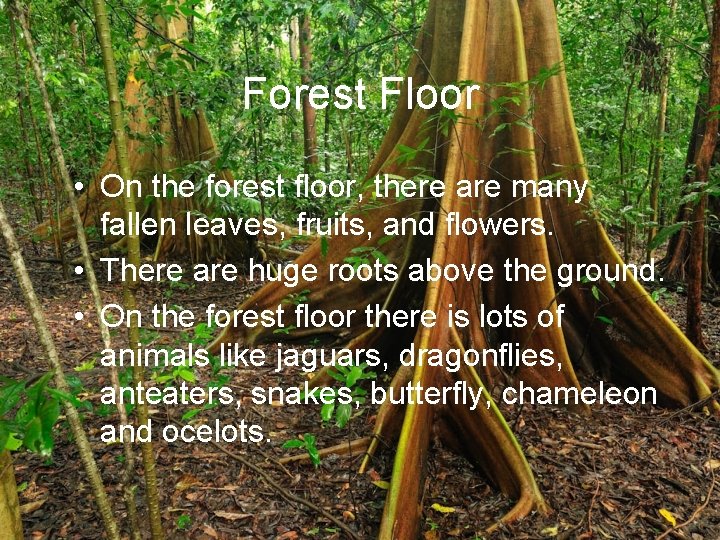 Forest Floor • On the forest floor, there are many fallen leaves, fruits, and