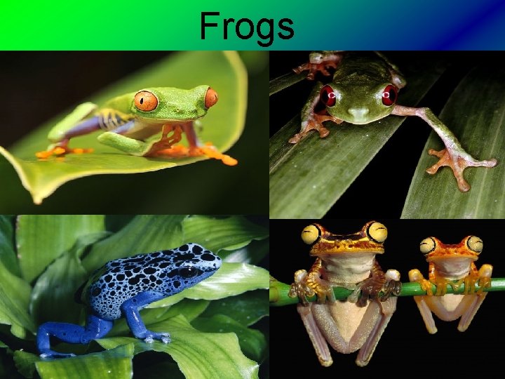 Frogs 