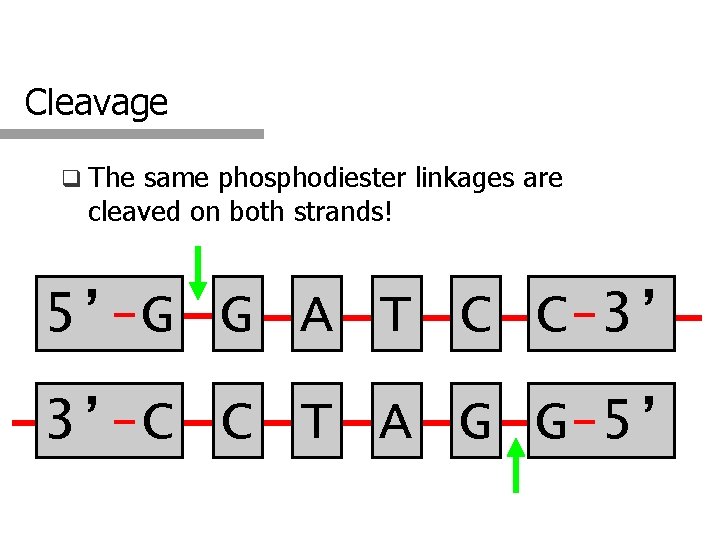 Cleavage q The same phosphodiester linkages are cleaved on both strands! 5’-G G A