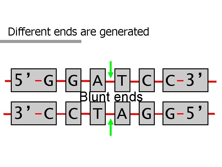Different ends are generated 5’-G G A T C C-3’ Blunt ends 3’-C C
