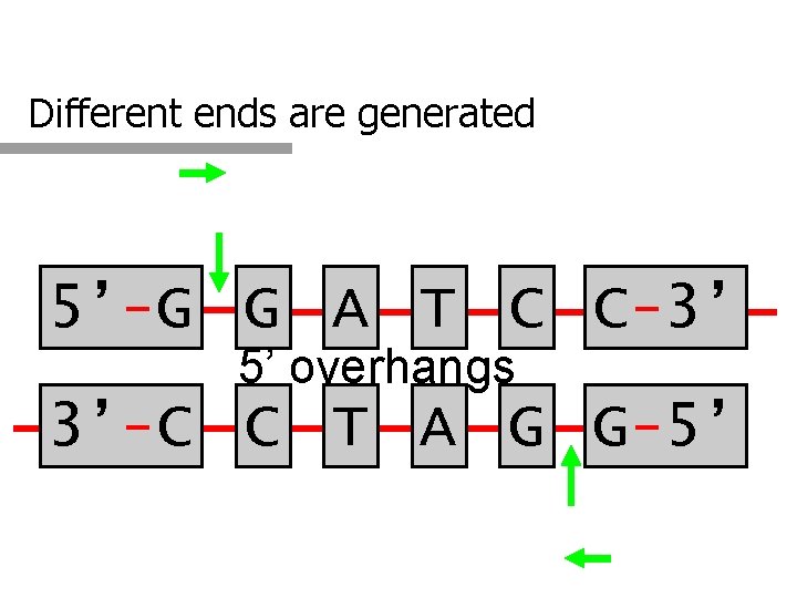 Different ends are generated 5’-G G A T C C-3’ 5’ overhangs 3’-C C