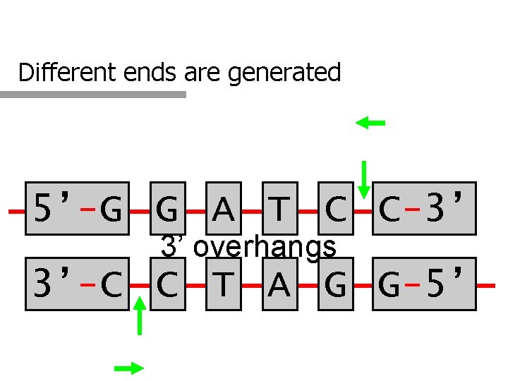 Different ends are generated 5’-G G A T C C-3’ 3’ overhangs 3’-C C