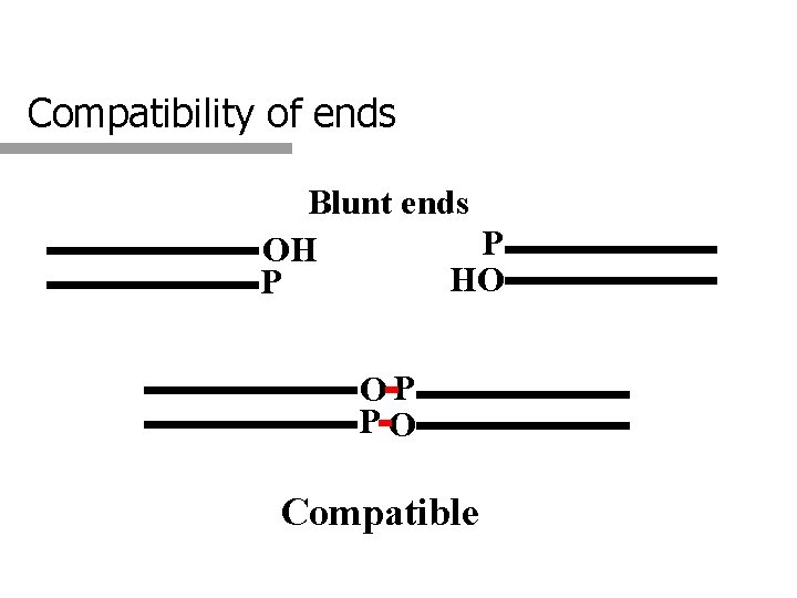 Compatibility of ends Blunt ends P OH HO P OP PO Compatible 