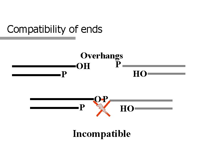 Compatibility of ends P Overhangs P OH P OP HO HO Incompatible 