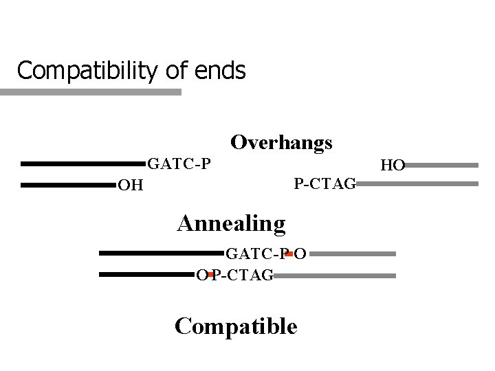 Compatibility of ends Overhangs GATC-P HO P-CTAG OH Annealing GATC-P O O P-CTAG Compatible