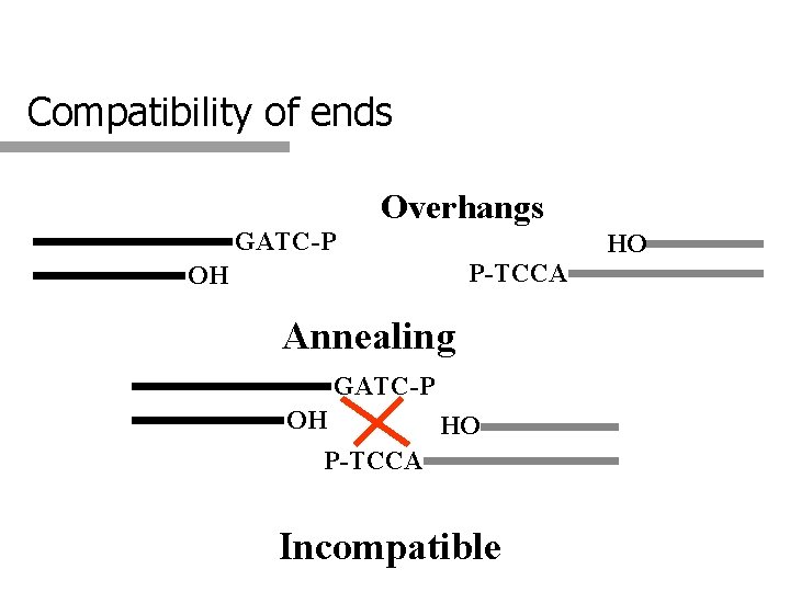 Compatibility of ends Overhangs GATC-P HO P-TCCA OH Annealing GATC-P OH HO P-TCCA Incompatible