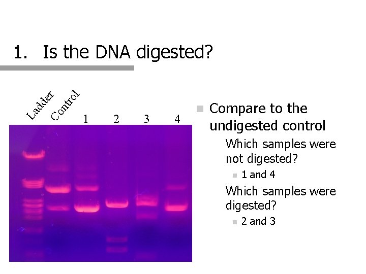 l ro nt Co La dd er 1. Is the DNA digested? 1 2