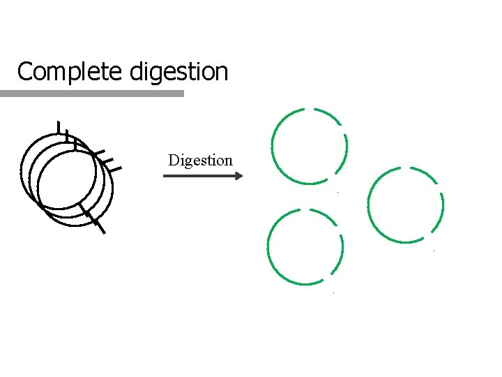 Complete digestion Digestion 