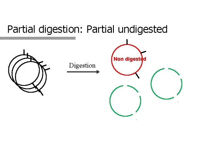 Partial digestion: Partial undigested Digestion Non digested 
