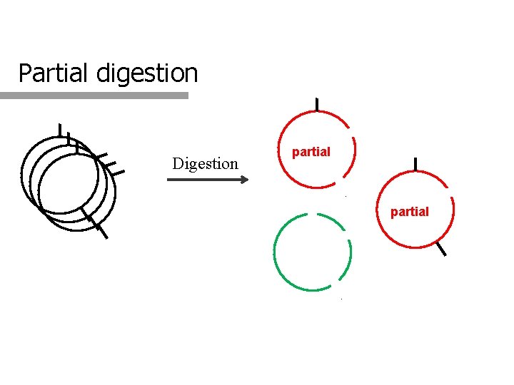 Partial digestion Digestion partial 