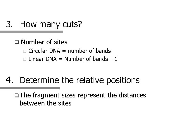 3. How many cuts? q Number of sites Circular DNA = number of bands