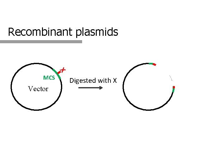 Recombinant plasmids X MCS Vector Digested with X 