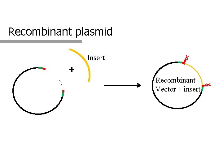 Recombinant plasmid Insert X + X Recombinant Vector + insert 