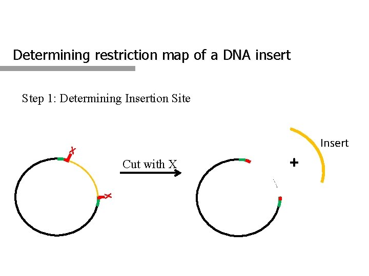 Determining restriction map of a DNA insert Step 1: Determining Insertion Site Insert X