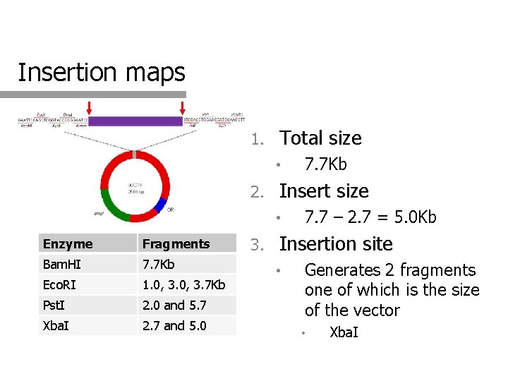 Insertion maps 1. Total size • 2. Insert size • Enzyme Fragments Bam. HI