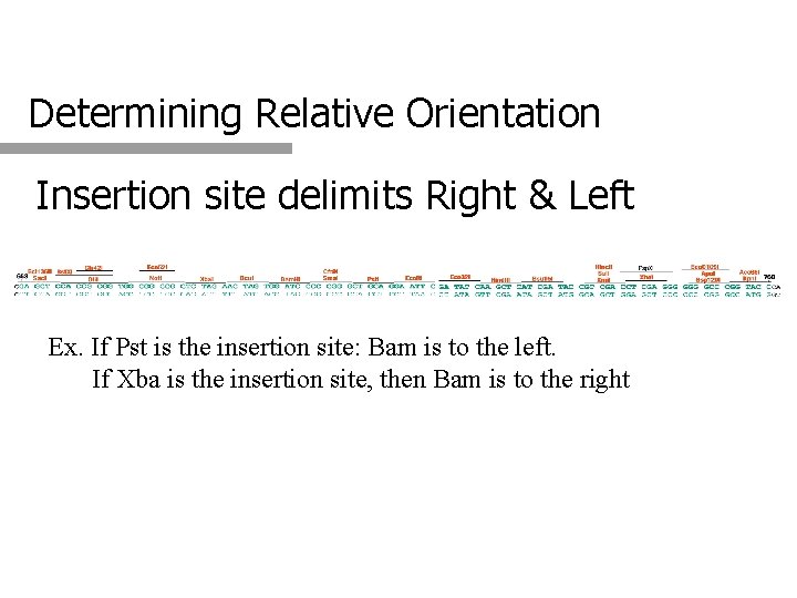 Determining Relative Orientation Insertion site delimits Right & Left Ex. If Pst is the