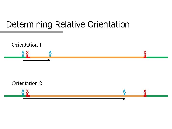 Determining Relative Orientation 1 AX A X Orientation 2 AX A X 