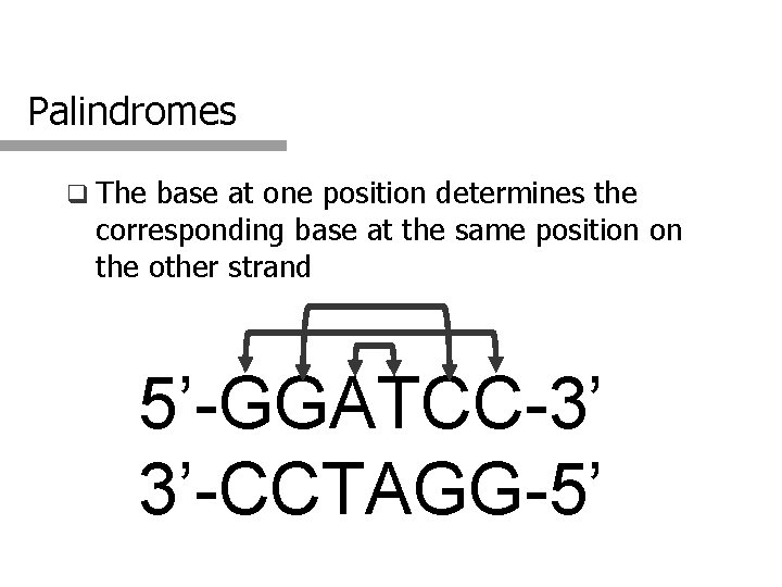 Palindromes q The base at one position determines the corresponding base at the same