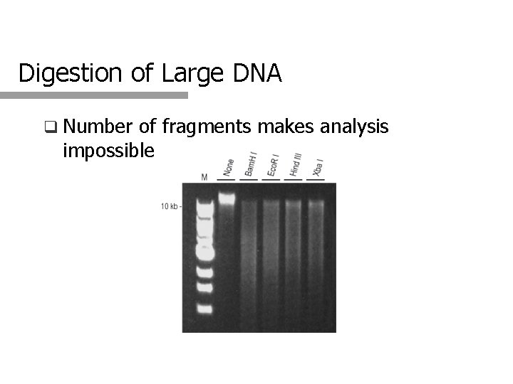 Digestion of Large DNA q Number of fragments makes analysis impossible 