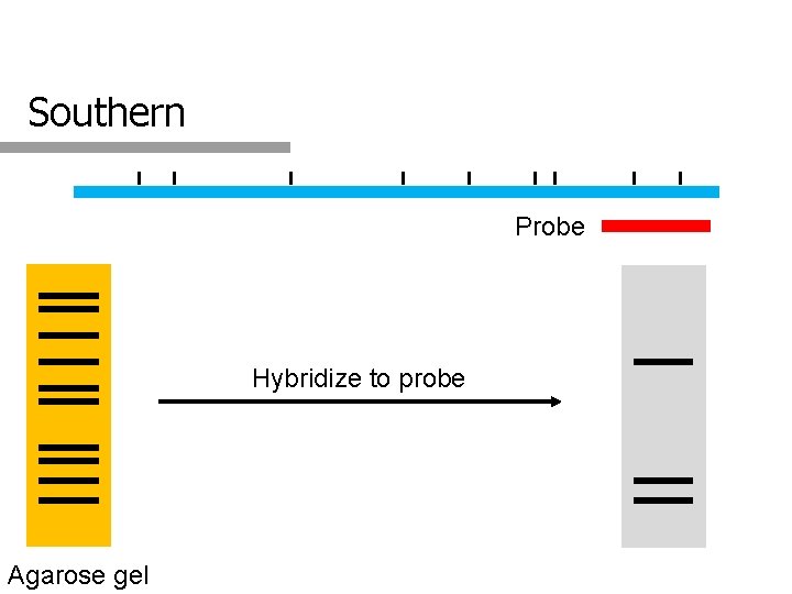 Southern Probe Hybridize to probe Agarose gel 