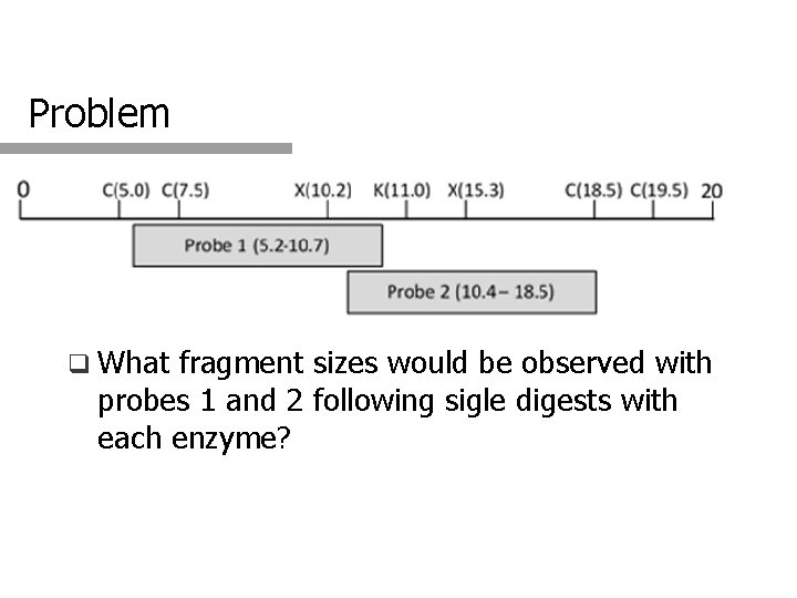 Problem q What fragment sizes would be observed with probes 1 and 2 following