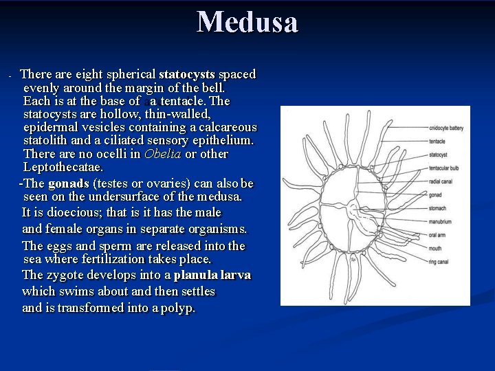 Medusa - There are eight spherical statocysts spaced evenly around the margin of the